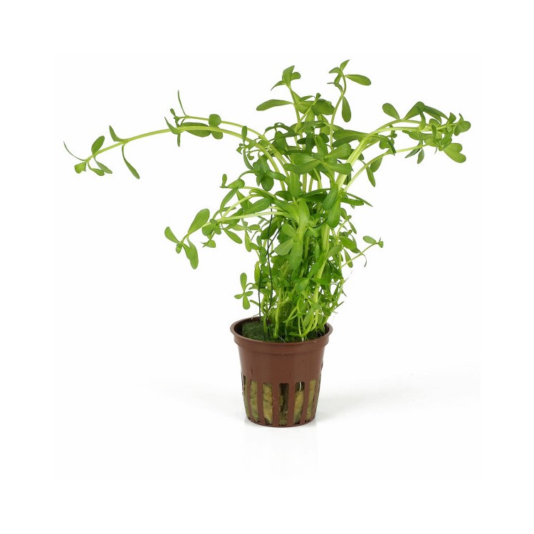 Planta acvariu Bacopa monnieri Stoffels - imagine 4